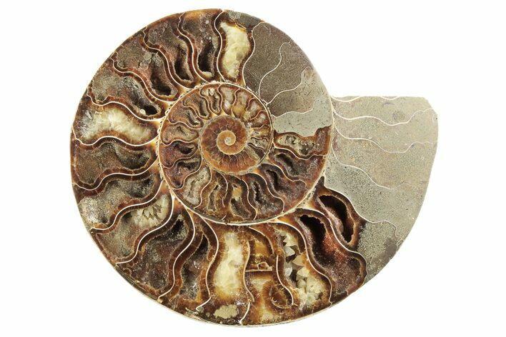Cut & Polished Ammonite Fossil (Half) - Madagascar #191568